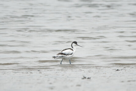 Thumbnail of Avocet